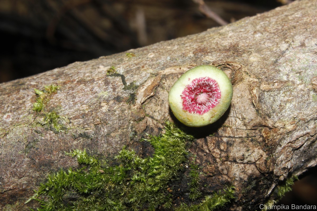 Ficus diversiformis Miq.